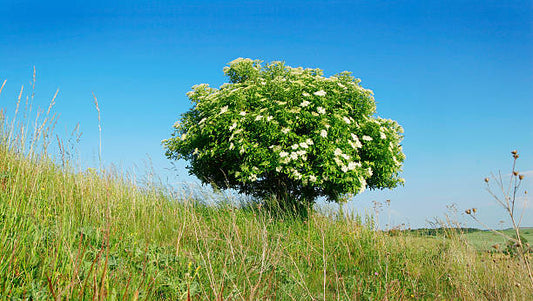 Elderberry Tree